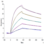 Biotinylated Human CCR2b Protein-VLP BP004738 Syd Labs