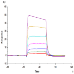 Cynomolgus IL-2 R beta/CD122 Protein BP005517 Syd Labs