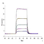 Biotinylated Cynomolgus IL-2 R beta/CD122 Protein BP003910 Syd Labs