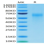 Cynomolgus IL-2 R gamma/CD132 Protein BP005518 Syd Labs