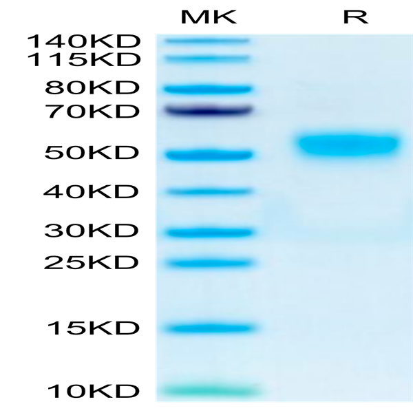Human CD19 Protein (CD1-HM119)