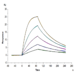 Human IL-2 R beta/CD122 Protein BP003916 Syd Labs