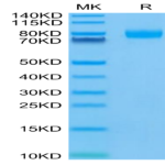 Human CD155/PVR Protein (CD1-HM255)