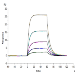 Human IL-2 R beta/CD122 Protein BP005526 Syd Labs