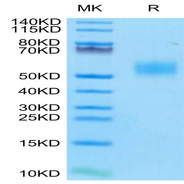Mouse CD14 Protein (CD1-MM114)