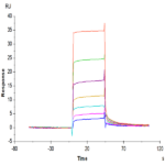 Mouse CD117 Protein BP003457 Syd Labs