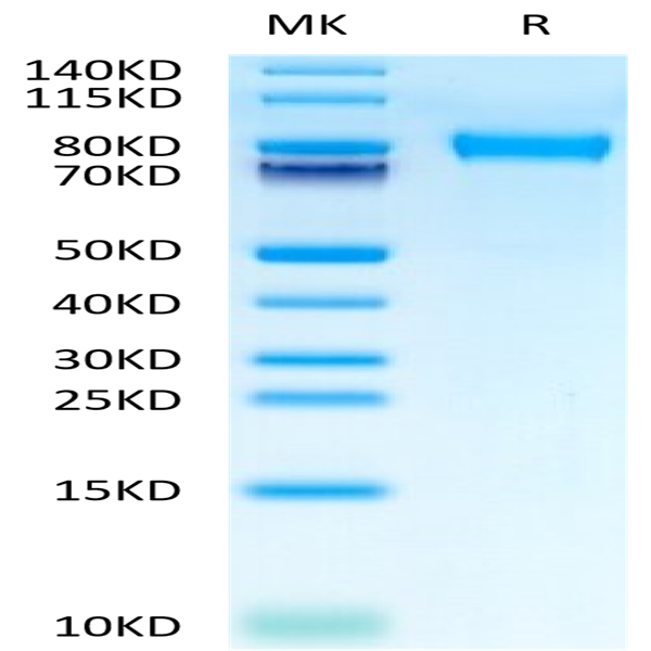 Mouse CD117 Protein (CD1-MM117)