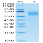 Mouse CD19 Protein (CD1-MM119)