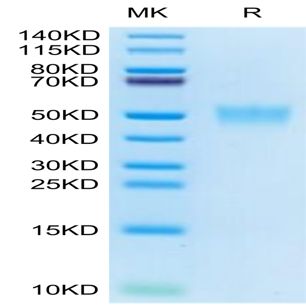Cynomolgus CD200/OX-2 Protein (CD2-CM120)