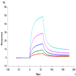 Cynomolgus CD2/SRBC Protein BP003557  Syd Labs