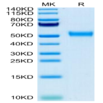 Biotinylated Cynomolgus CD24 Protein (Primary Amine Labeling) (CD2-CM224B)