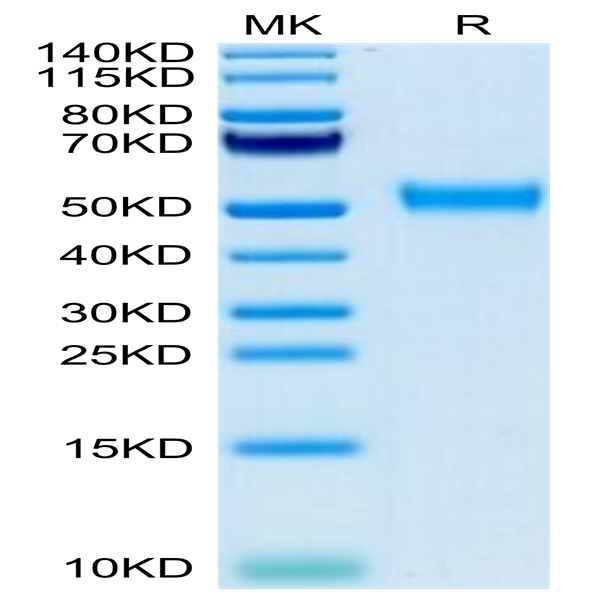 Biotinylated Cynomolgus CD24 Protein (Primary Amine Labeling) (CD2-CM224B)