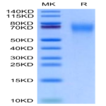 Cynomolgus CD200 R1/CRTR2 Protein (CD2-CM4R1)