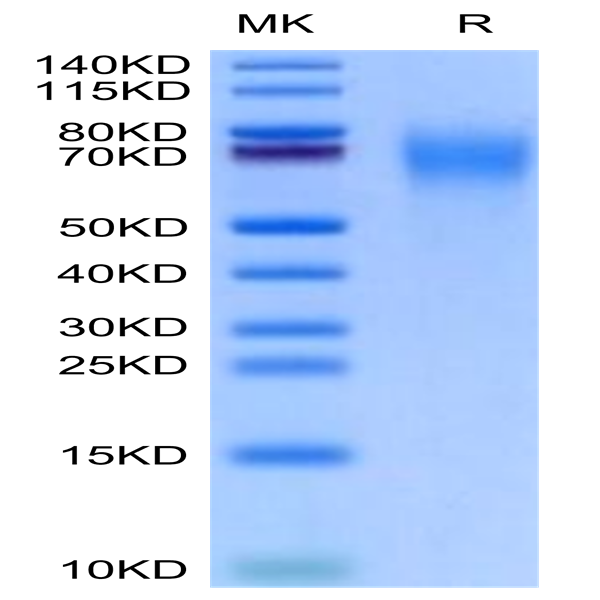 Cynomolgus CD200 R1/CRTR2 Protein (CD2-CM4R1)