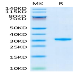 Human CD24 Protein (CD2-HE624)