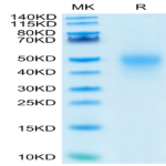 Human CD27/TNFRSF7 Protein (CD2-HM127)
