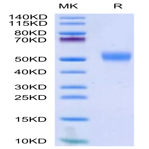Biotinylated Human CD24 Protein (Primary Amine Labeling) (CD2-HM224B)