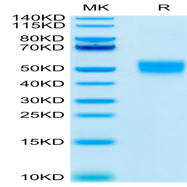 Human CD24 Protein (CD2-HM324)
