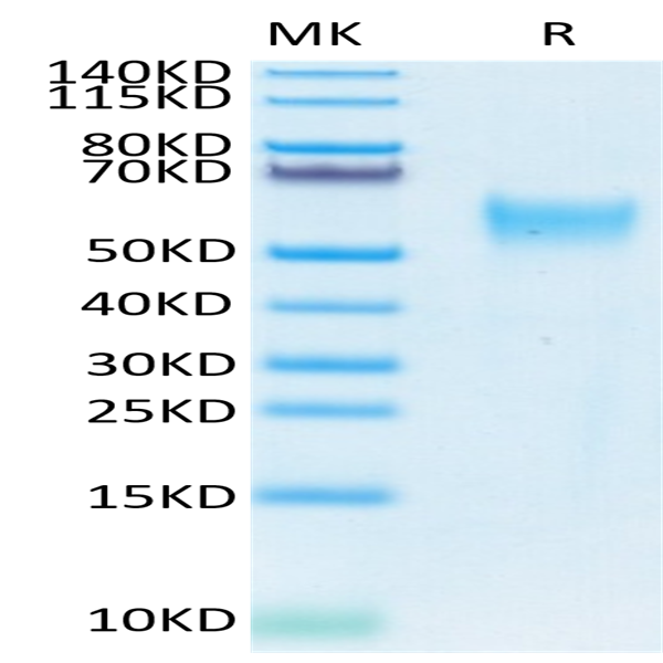 Biotinylated Human CD24 Protein (Primary Amine Labeling) (CD2-HM324B)