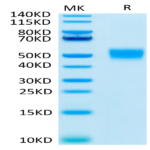 Human CD24 Protein (CD2-HM624)