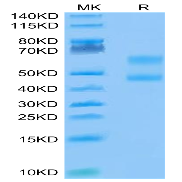Biotinylated Cynomolgus CD3E&CD3D/CD3 epsilon&CD3 delta Protein (Primary Amine Labeling) (CD3-CM201B)