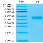Cynomolgus CD3E&CD3G/CD3 epsilon&CD3 gamma Protein (CD3-CM202)