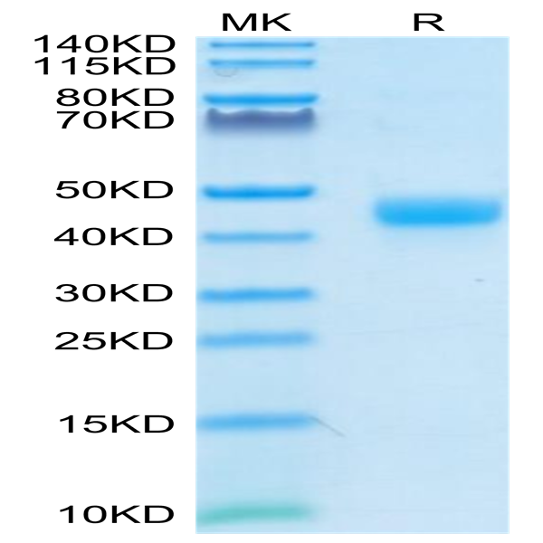 Cynomolgus CD3E/CD3 epsilon 1-27 peptide Protein (CD3-CM2ED)