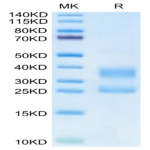 Biotinylated Human CD3E&CD3D/CD3 epsilon&CD3 delta Protein (Primary Amine Labeling) (CD3-HM105B)