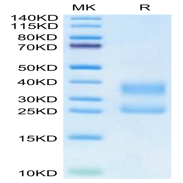 Biotinylated Human CD3E&CD3D/CD3 epsilon&CD3 delta Protein (Primary Amine Labeling) (CD3-HM105B)