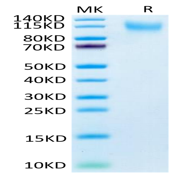 Human CD34 Protein (CD3-HM134)