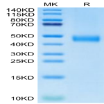 Biotinylated Human CD38 Protein (CD3-HM138B)