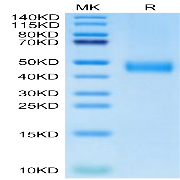 Biotinylated Human CD38 Protein (CD3-HM138B)