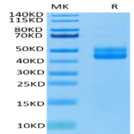 Human CD3E/CD3 epsilon Protein (CD3-HM20E)