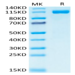 Human CD31/PECAM-1 Protein BP005171 Syd Labs