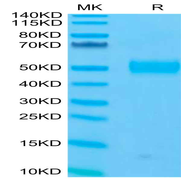 Human Siglec-3/CD33 Protein (CD3-HM433)