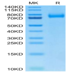 Biotinylated Human CD36/SR-B3 Protein (CD3-HM436B)