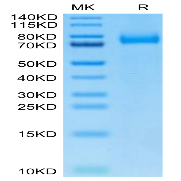 Biotinylated Human CD36/SR-B3 Protein (CD3-HM436B)