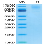 Cynomolgus CD43 Protein BP003633 Syd Labs