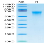 Cynomolgus CD46 Protein (CD4-CM146)