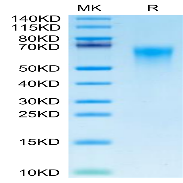 Cynomolgus CD46 Protein (CD4-CM146)