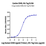 Canine CD40/TNFRSF5 Protein BP003349 Syd Labs