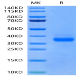 Canine CD40/TNFRSF5 Protein (CD4-DM140)