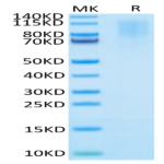 Human CD43 Protein BP004868 Syd Labs