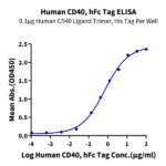 Human CD40/TNFRSF5 Protein BP005290 Syd Labs