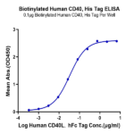 Biotinylated Human CD40/TNFRSF5 Protein BP005363 Syd Labs