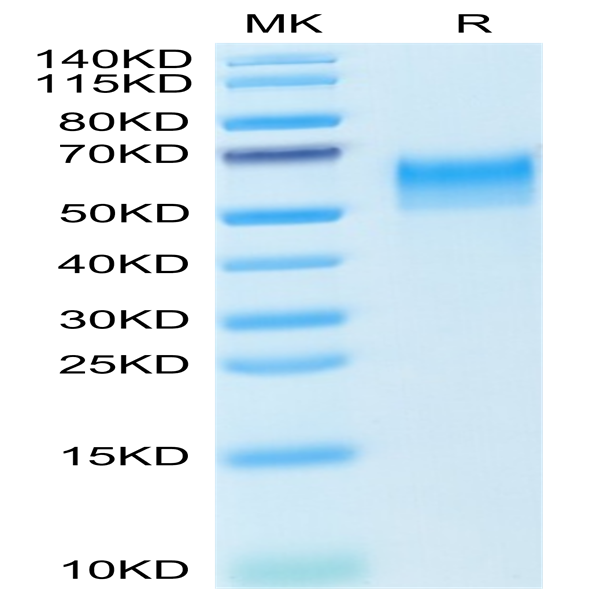 Mouse CD4/LEU3 Protein (CD4-MM101)