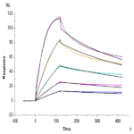 Mouse CD40/TNFRSF5 Protein BP005360 Syd Labs