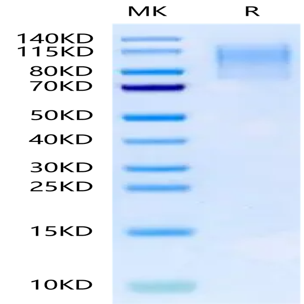 Mouse CD43 Protein (CD4-MM243)