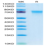 Human CD55 Protein (CD5-HM105)