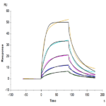 Human CD58 Protein BP004563 BP004563